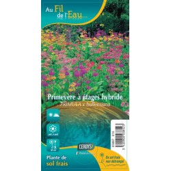 PRIMULA 'Bulleesiana' G9