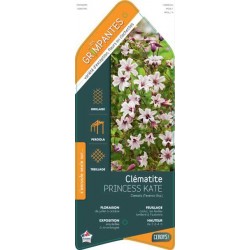 CLEMATIS 'Princess Kate'...
