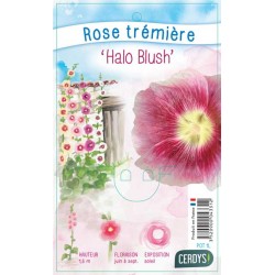 ALCEA rosea 'Halo Blush'...