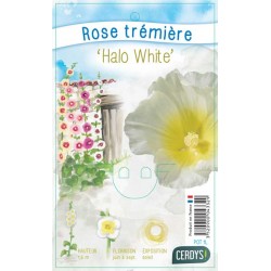 ALCEA rosea 'Halo White' C1L