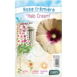 ALCEA rosea 'Halo Cream' C1L