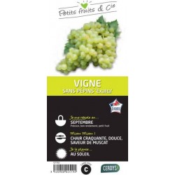 VIGNE 'Exalta' TUT C1.5L
