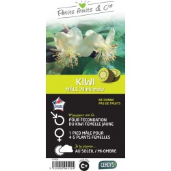 KIWI de Chine 'Minkimale'...