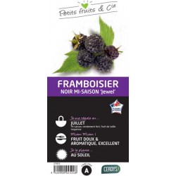 FRAMBOISIER 'Black Jewel'...