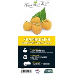 FRAMBOISIER 'Golden...