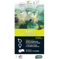 KIWI de Chine 'Minkimale'...