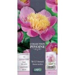 PAEONIA lactiflora 'Mr...