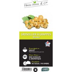 GROSEILLIER a grappes...