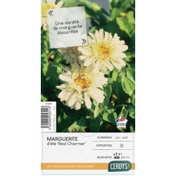 LEUCANTHEMUM superbum 'Real...