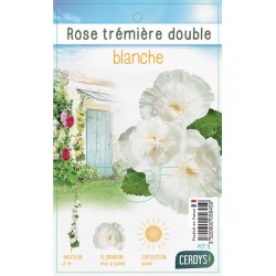 ALCEA rosea 'Chater's...