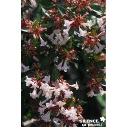 ABELIA grandiflora...