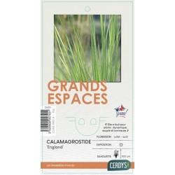 CALAMAGROSTIS acutiflora...