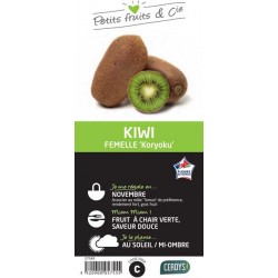 KIWI femelle 'Koryoku' TUT...