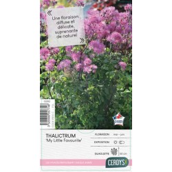 THALICTRUM 'My Little...