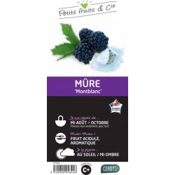 MURIER 'Montblanc' C1.5L