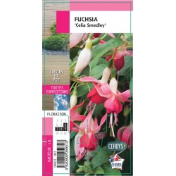 FUCHSIA 'Celia Smedley' G8