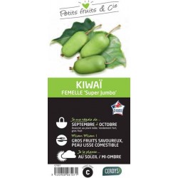KIWAI femelle 'Super Jumbo'...