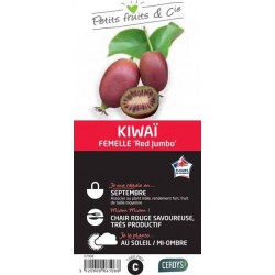 KIWAI femelle 'Red Jumbo'...