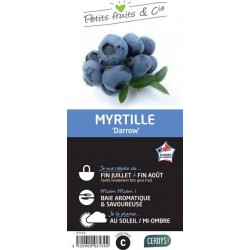MYRTILLIER 'Darrow' C1.5L