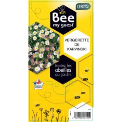 ERIGERON karvinskianus C2L-RC