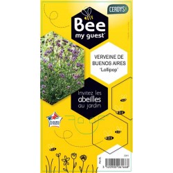 VERBENA bonariensis...