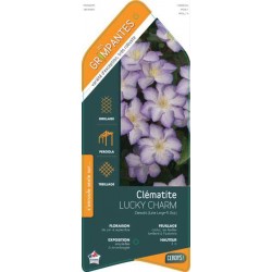 CLEMATIS 'Lucky Charm' ECH...