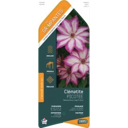 CLEMATIS 'Picotee' ECH...