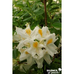 AZALEA mollis 'Persil' FF...
