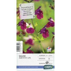 SALVIA greggii 'Amethyst...