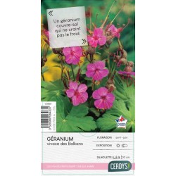 GERANIUM macrorrhizum C2L-RC