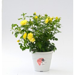 ROSIER assorti C3.3L