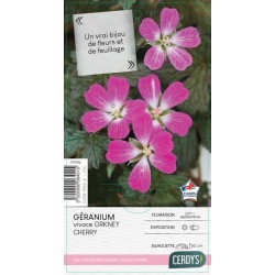 GERANIUM 'Orkney Cherry'...