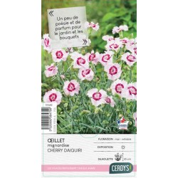 DIANTHUS plumarius 'Cherry...