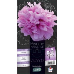 PAEONIA 'Flare Dream' C5L-RC