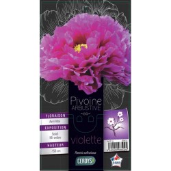 PAEONIA 'Flare Rebel'...