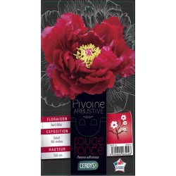 PAEONIA 'Flare Flashlight'...