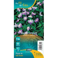 MAZUS reptans G9