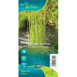 EQUISETUM fluviatile G9
