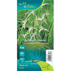RHYNCHOSPORA colorata blanc G9