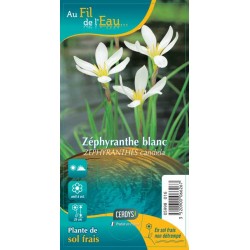 ZEPHYRANTHES candida G9