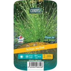 ISOLEPIS cernua C3L