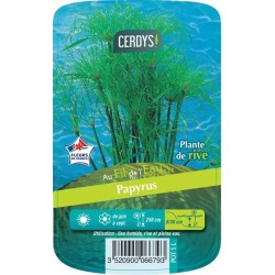 CYPERUS papyrus C5L