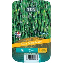 EQUISETUM 'Japonicum' C5L