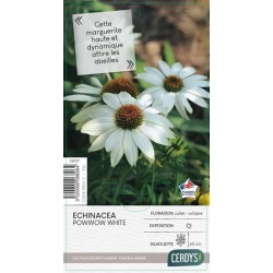 ECHINACEA purpurea 'Pow Wow...