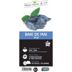 BAIE de Mai 'Altaj' C1.5L
