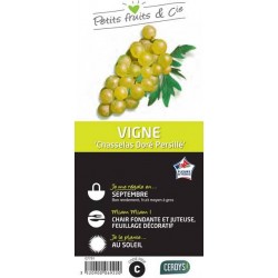 VIGNE 'Chasselas Dore...