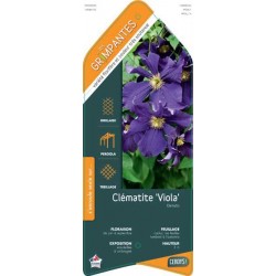 CLEMATIS 'Viola' ECH 90/120...