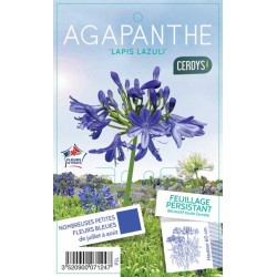 AGAPANTHUS 'Lapis Lazuli'...
