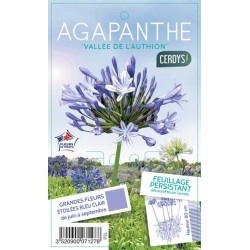 AGAPANTHUS 'Vallee de...