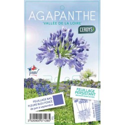 AGAPANTHUS 'Vallee de la...